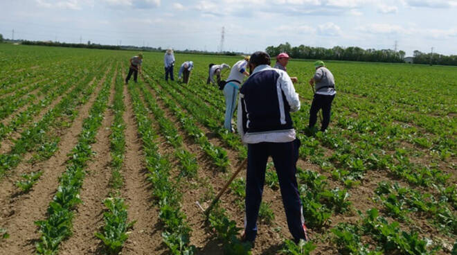 Disoccupazione agricola. Tribunale di Modena: “Se c’era buona fede va erogata anche in caso di errore nella domanda”